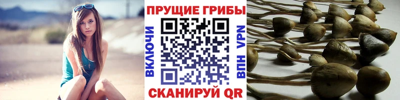 Псилоцибиновые грибы MAGIC MUSHROOMS  Купить  Сковородино 